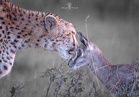 Mara Major Camp