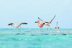 Ambergris Cay Private Island - All-Inclusive