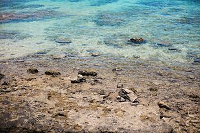 Coral Palms