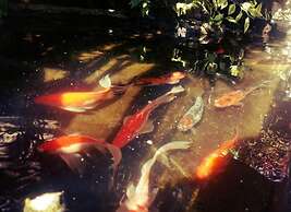 Pondok Ayu Homestay