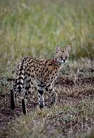 Mavela Game Lodge