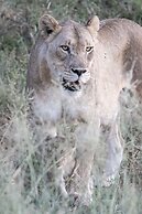 Mavela Game Lodge
