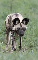 Mavela Game Lodge
