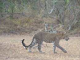 Wadula Safari Yala