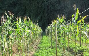 Farmstay at Pha Ma Chiangrai