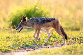Valley Lodge - Babanango Game Reserve