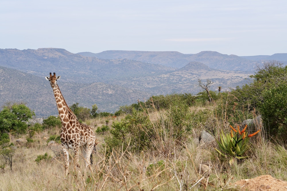 Valley Lodge - Babanango Game Reserve