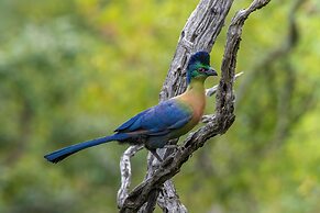 Valley Lodge - Babanango Game Reserve