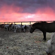 Tarnasey Farm