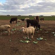 Tarnasey Farm