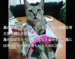 Okinawa Freedom