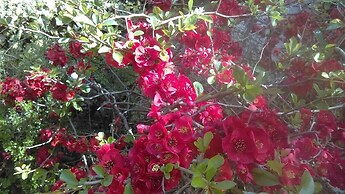 Orchard Pond Bed & Breakfast
