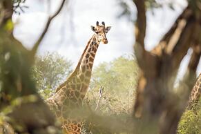 Lindiwe Safari Lodge