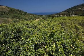 La Collina degli Ulivi - Casa Ulivi 1