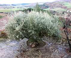 El Olivo de Sansol