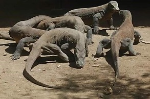 Komodo Boat Trip