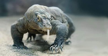 Komodo Boat Trip
