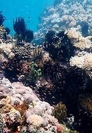 Vivere Azure