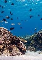 Vivere Azure