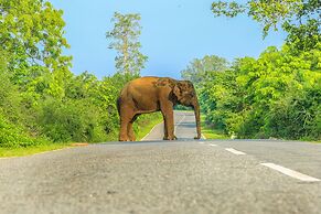 Oak Ray Wild Yala