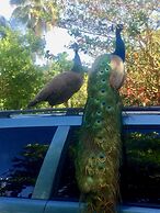 Hammock Heaven