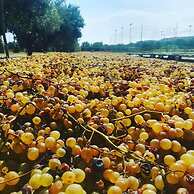 Agriturismo Nereide Ceratti