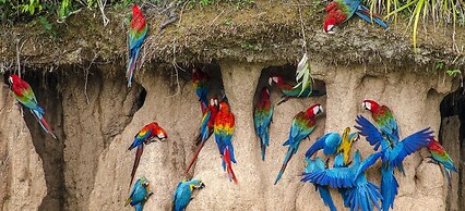 Tambopata Ecolodge
