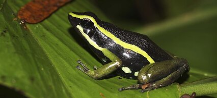 Tambopata Ecolodge