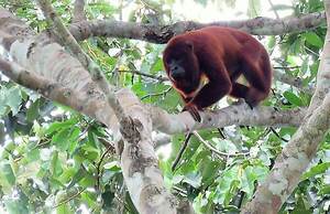 Tambopata Ecolodge