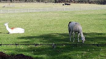 Godshill Park Barn