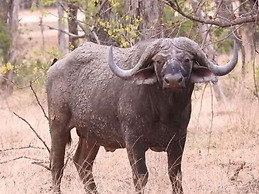 Lodge B Mawira