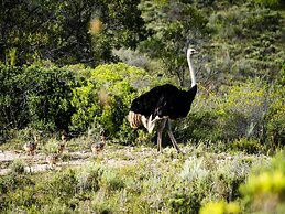 Garden Route Safari Camp