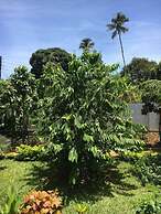 Green Turaco