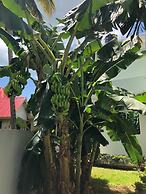 Green Turaco
