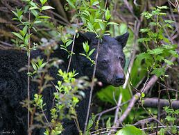 Black Bear Cottage