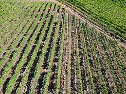 Old Walls Vineyard