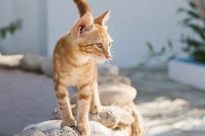 Summer Breeze
