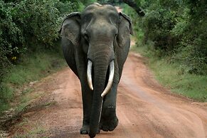 Wild eco safari