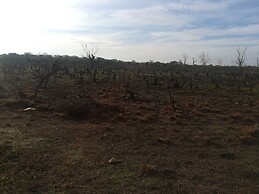 Wild eco safari