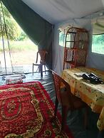 Wild eco safari