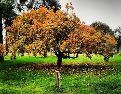 Au coq des bois
