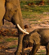 Simbamwenni Lodge and Camping