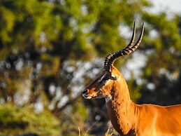 Swara Acacia Lodge