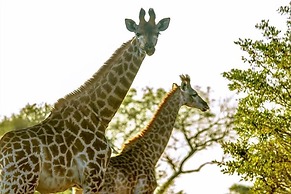 Tembe Elephant Park