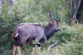 Tembe Elephant Park