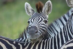 Tembe Elephant Park