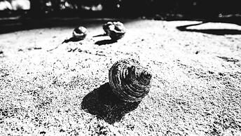 SeaShell Neil