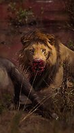 Mara Big Five Lodge