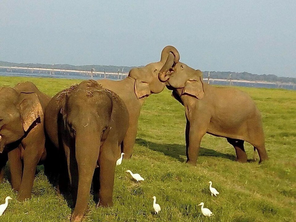Gangadiya Rest