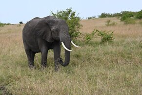 Drunken Elephant Mara